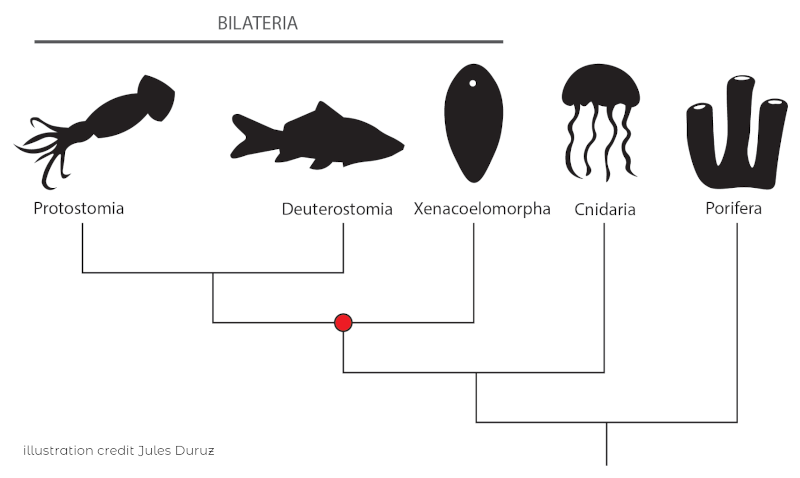 Nephrozoa