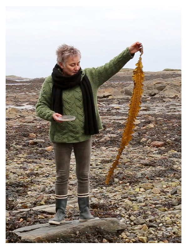 brown algae natural