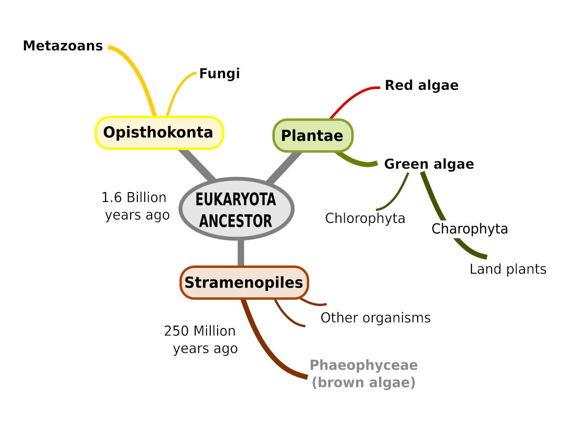 brown algae phylogeny