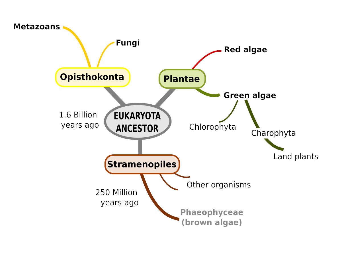 Brown Algae Diagram