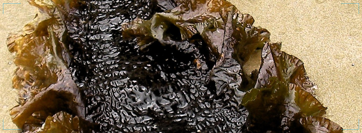 brown-algae